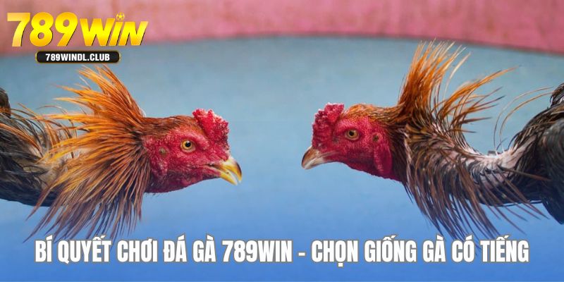 Lựa chọn kỹ càng về giống gà đá có tiếng là bí quyết chơi đá gà hay Lựa chọn kỹ càng về giống gà đá có tiếng là bí quyết chơi đá gà hay