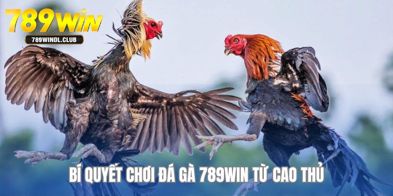 Khám phá ngay các bí quyết chơi đá gà từ chuyên gia Khám phá ngay các bí quyết chơi đá gà từ chuyên gia
