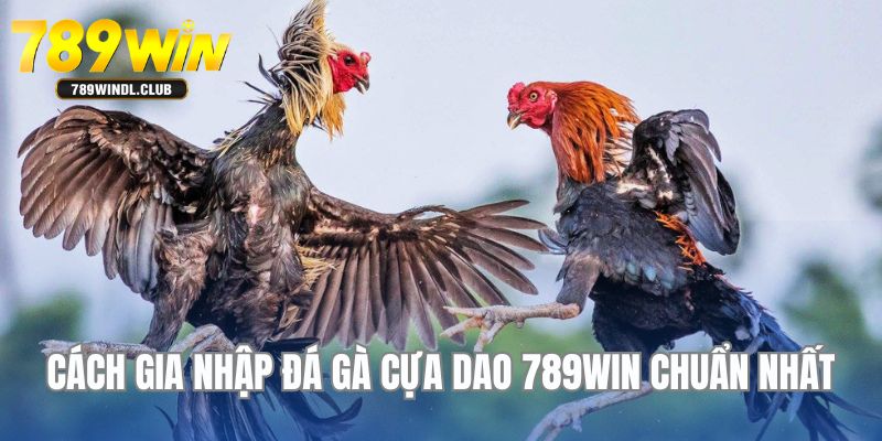 Khám phá cách gia nhập đá gà cựa dao đúng nhất cho người mới Khám phá cách gia nhập đá gà cựa dao đúng nhất cho người mới