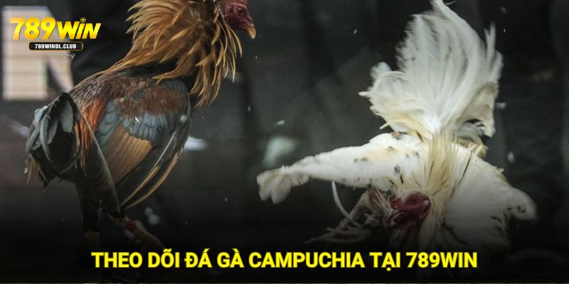 Lý do nên theo dõi đá gà Campuchia tại trang 789WIN Lý do nên theo dõi đá gà Campuchia tại trang 789WIN