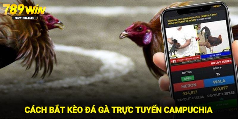 Cách bắt kèo đá gà trực tuyến Campuchia tại 789WIN Cách bắt kèo đá gà trực tuyến Campuchia tại 789WIN