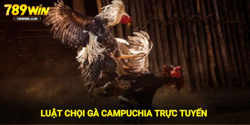 Luật chọi gà Campuchia trực tuyến tại hệ thống 789WIN Luật chọi gà Campuchia trực tuyến tại hệ thống 789WIN