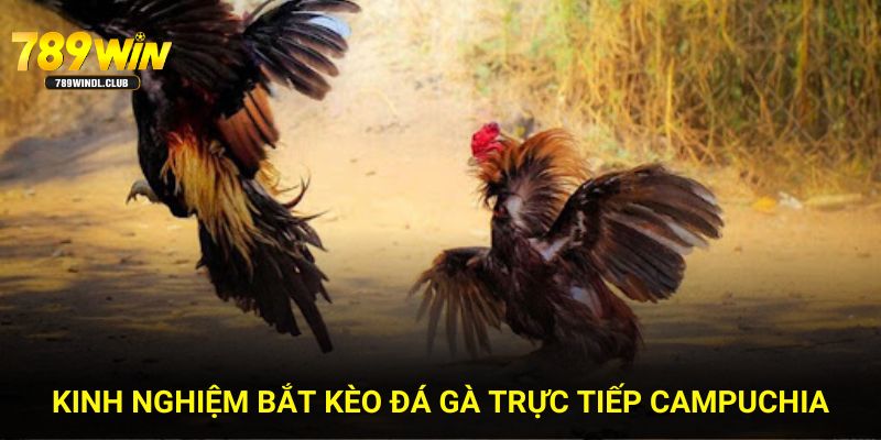 Kinh nghiệm bắt kèo đá gà trực tiếp Campuchia Kinh nghiệm bắt kèo đá gà trực tiếp Campuchia