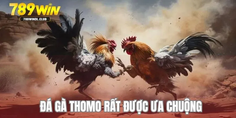 Tham gia chiến kê cựa dao lôi cuốn