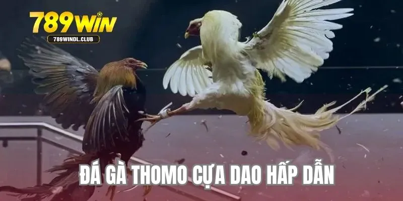 Đá gà thomo rất được ưa chuộng
