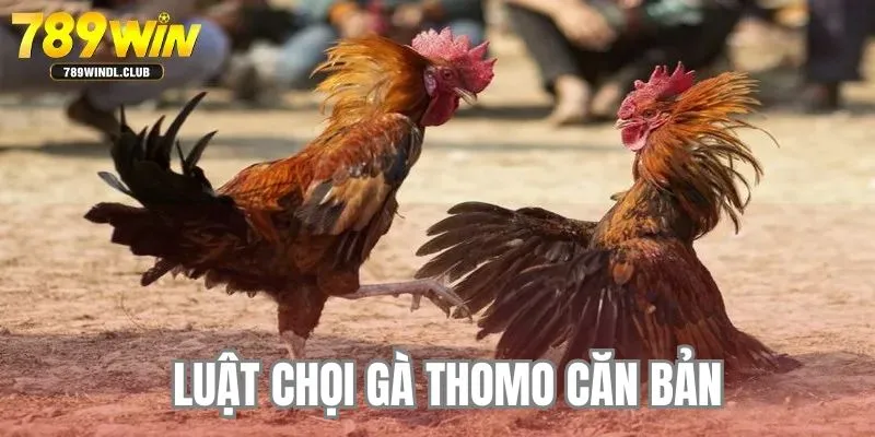 Luật chọi gà thomo căn bản