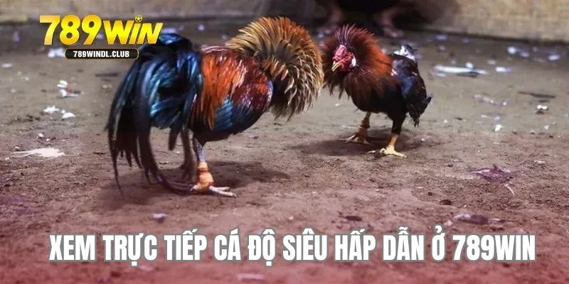Xem trực tiếp cá độ siêu hấp dẫn ở 789Win