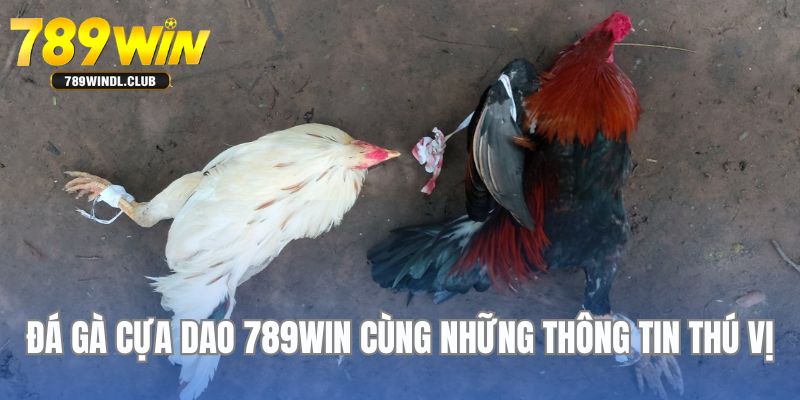 Thông tin tổng quan thú vị có thể chưa biết về hình thức đá gà cựa dao Thông tin tổng quan thú vị có thể chưa biết về hình thức đá gà cựa dao