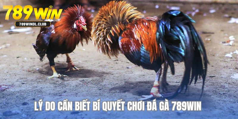 Vì sao anh em cần biết về chuyên mục bí quyết chơi đá gà tại 789WIN Vì sao anh em cần biết về chuyên mục bí quyết chơi đá gà tại 789WIN